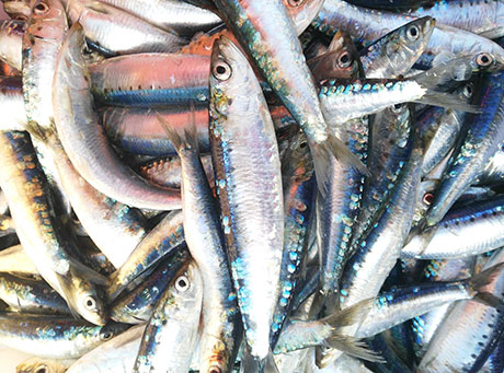Ejemplares de sardina capturados durante la campaña