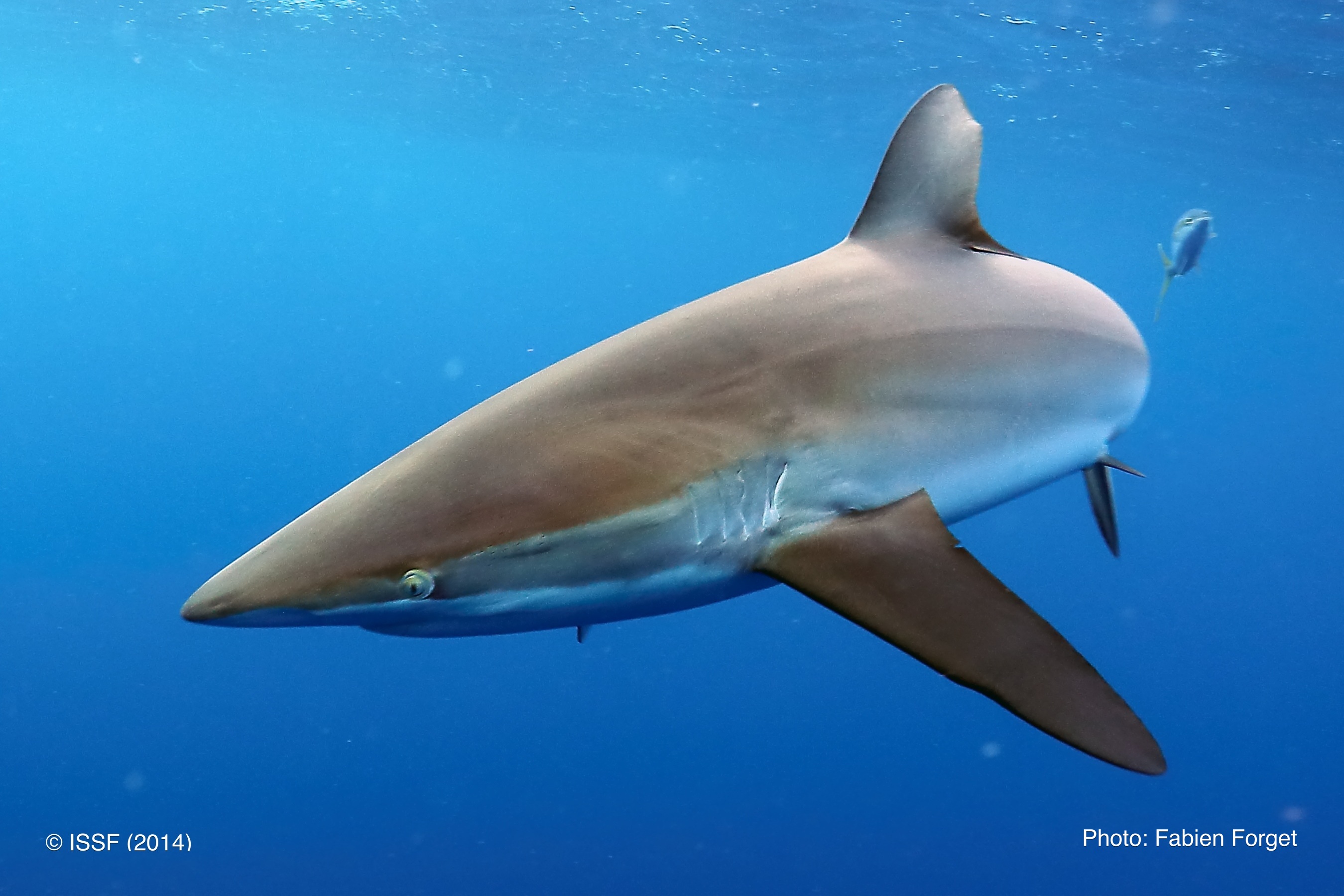 Tiburón sedoso (Carcharhinus falciformis). FOTO: © Fabien Forget. ISFF