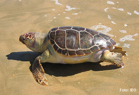 Ejemplar de tortuga boba en una playa de Doñana