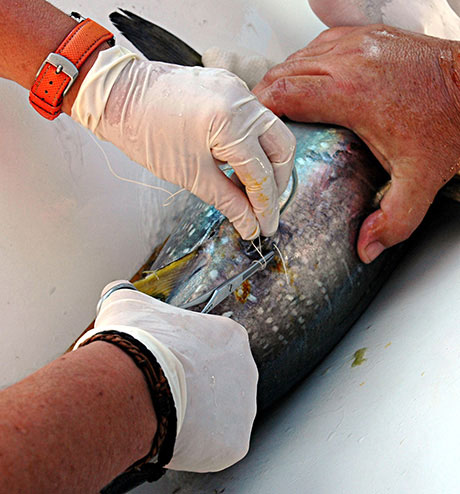 6.500 atunes y listados van a ser marcados en aguas canarias por el IEO