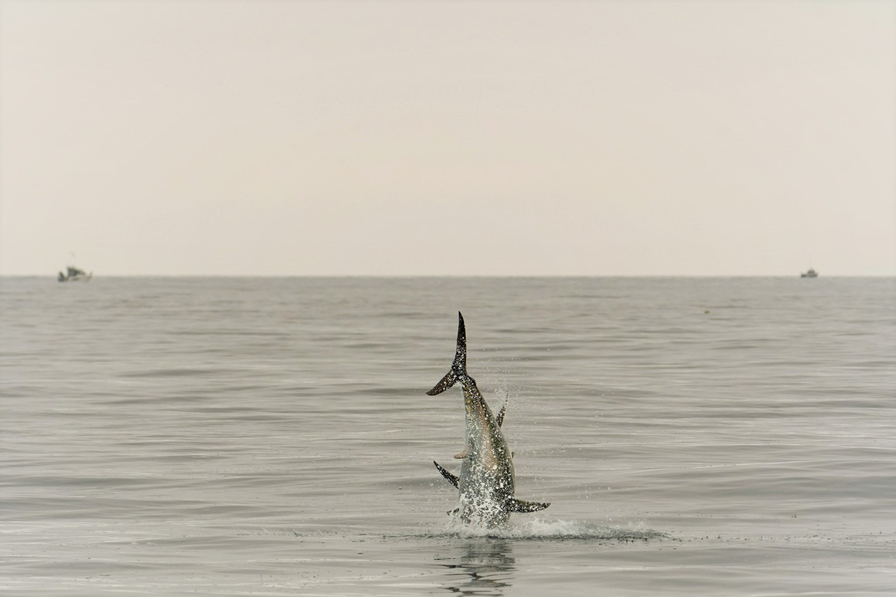 El atún rojo será una de las especies cuyas migraciones se estudiarán | Kim Birnie-Gauvin |Universidad Técnica de Dinamarca