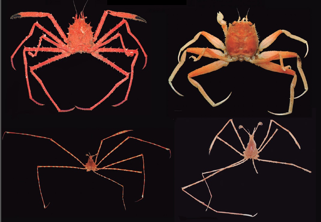 Ejemplos de algunos de los cangrejos descritos en el trabajo