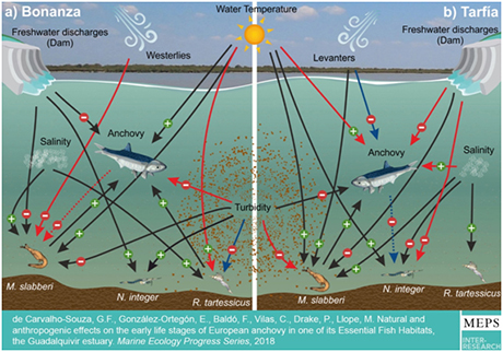 La presente infografía esta publicada en el artículo y describe la cadena trófica, sus interacciones y los efectos de las distintas variables en dos puntos del estuario del Guadalquivir.