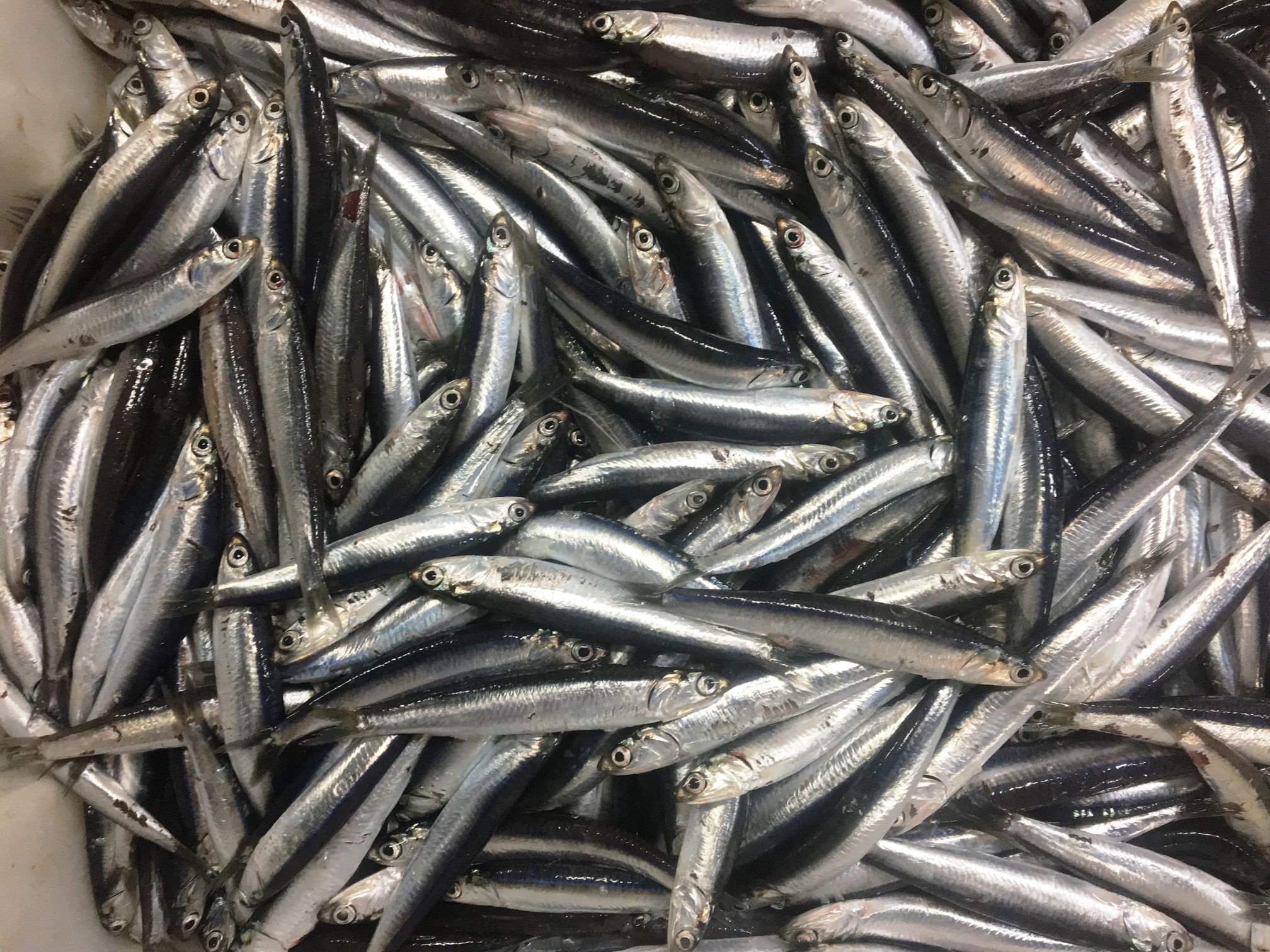 Ejemplares de anchoa (Engraulis encrasicolus). © Biel Pomar (COB - IEO, CSIC)
