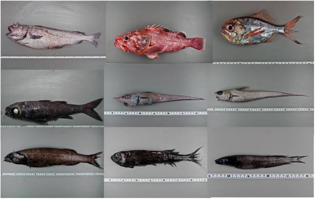 Algunas de las especies de peces que habitan los fondos del banco de Galicia / IEO