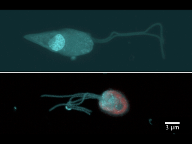 Células unicelulares flageladas de pico-fitoplancton eucariota muestreadas en el Observatorio Microbiológico de la bahía de Blanes (BBMO). Foto: Irene Forn & Yulieth Mantilla Arias.