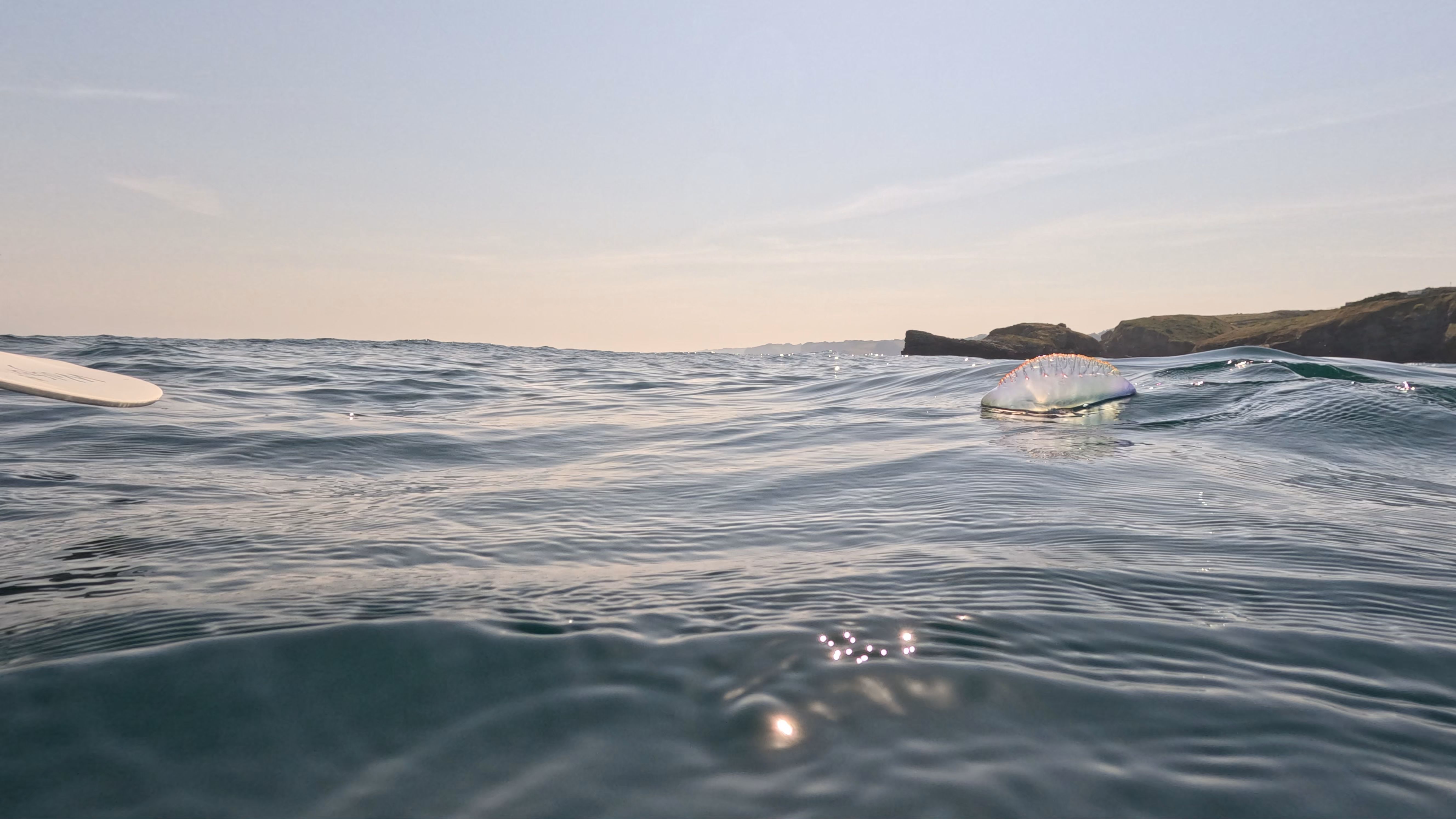 Seguimiento de una carabela portuguesa que navega rumbo al islote de la Tortuga, cerca del cabo San Lorenzo, al este de la ciudad de Gijón. © Ángel López-Urrutia. Centro Oceanográfico de Gijón (IEO-CSIC)
