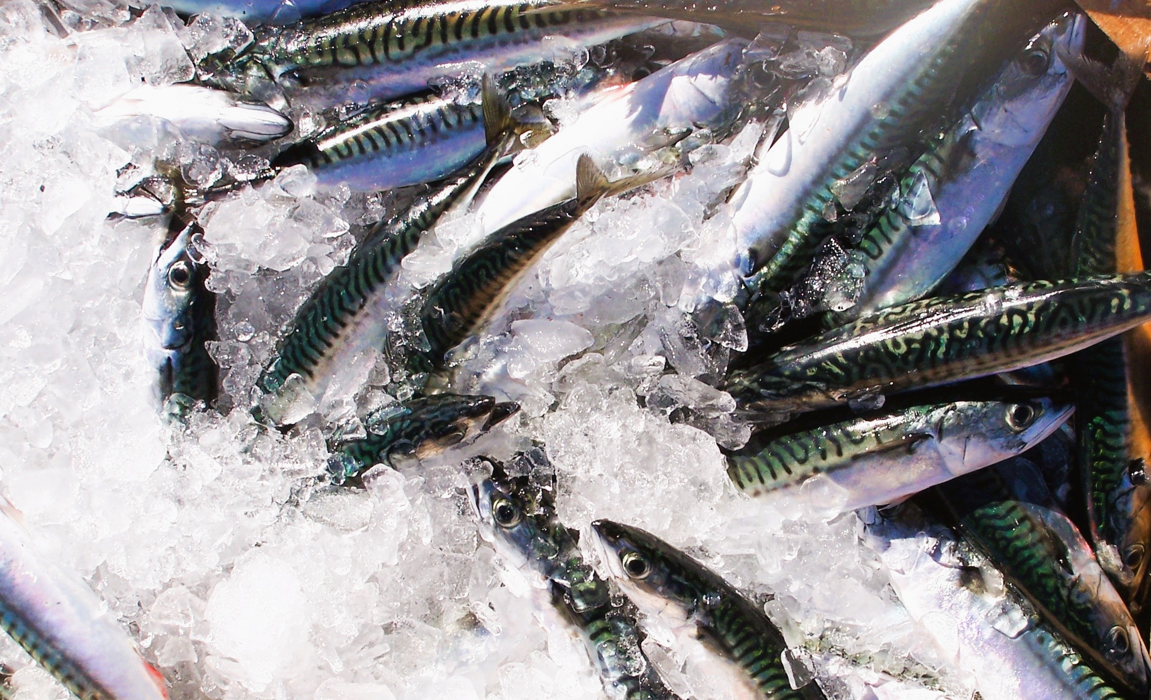 Ejemplares de caballa © Isabel Bruno (IEO, CSIC) Ejemplares de caballa © Isabel Bruno (IEO, CSIC)