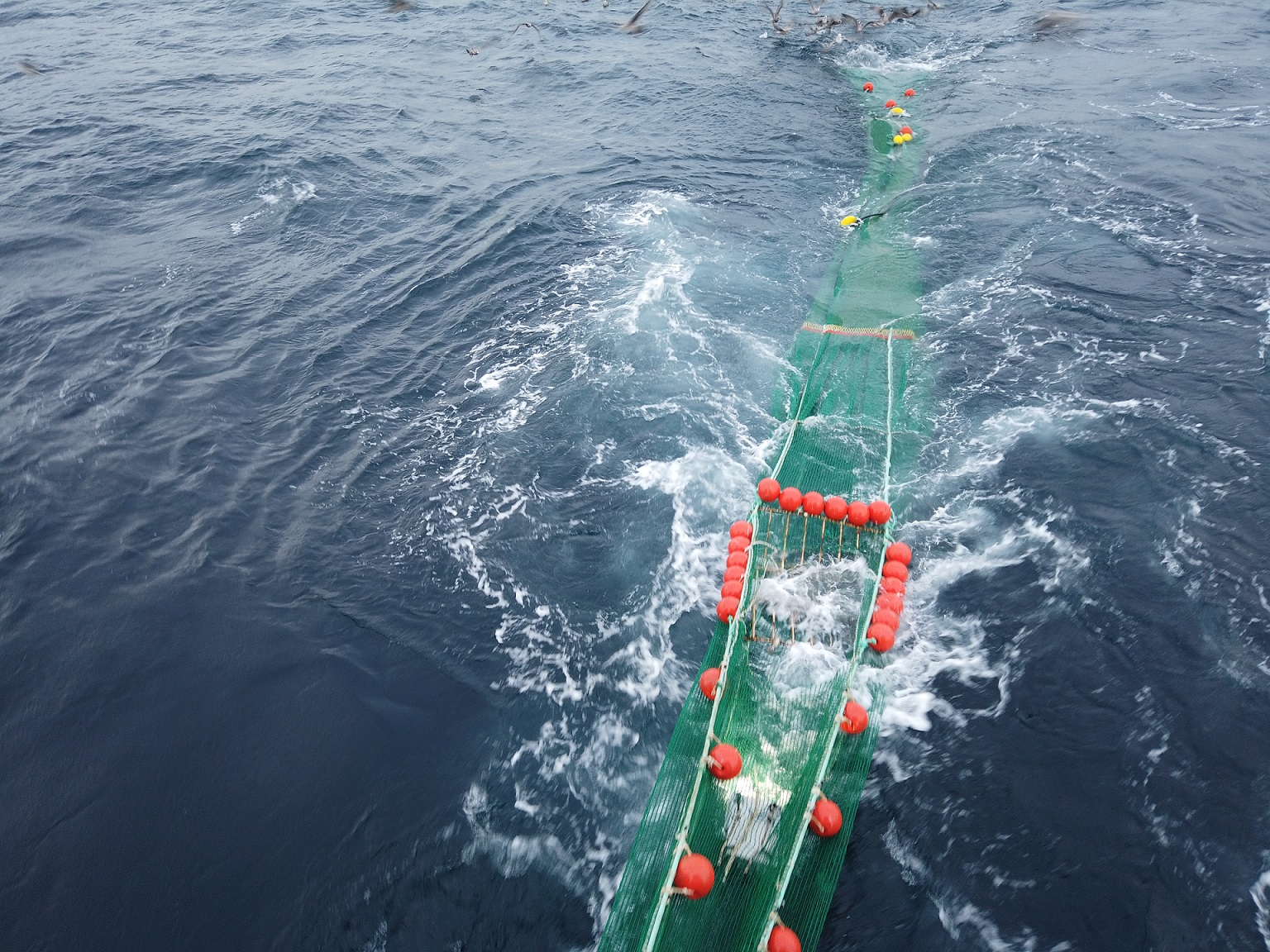 Pruebas de una red experimental con dispositivo de exclusión de cetáceos. Foto: Xulio Valeiras | IEO-CSIC