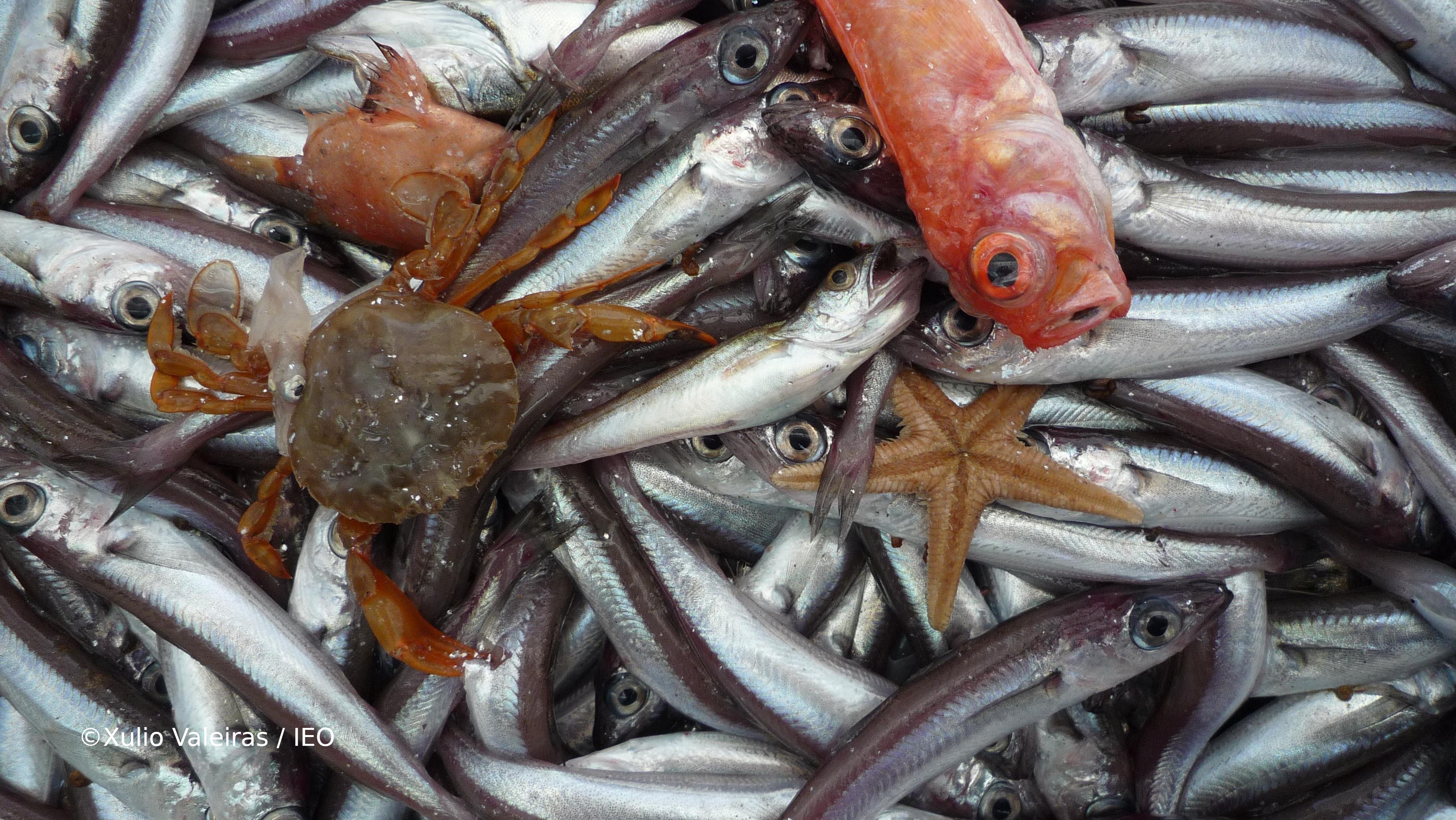 Los métodos de evaluación pesquera están altamente influenciados por la calidad de la información biológica de la que se dispone.