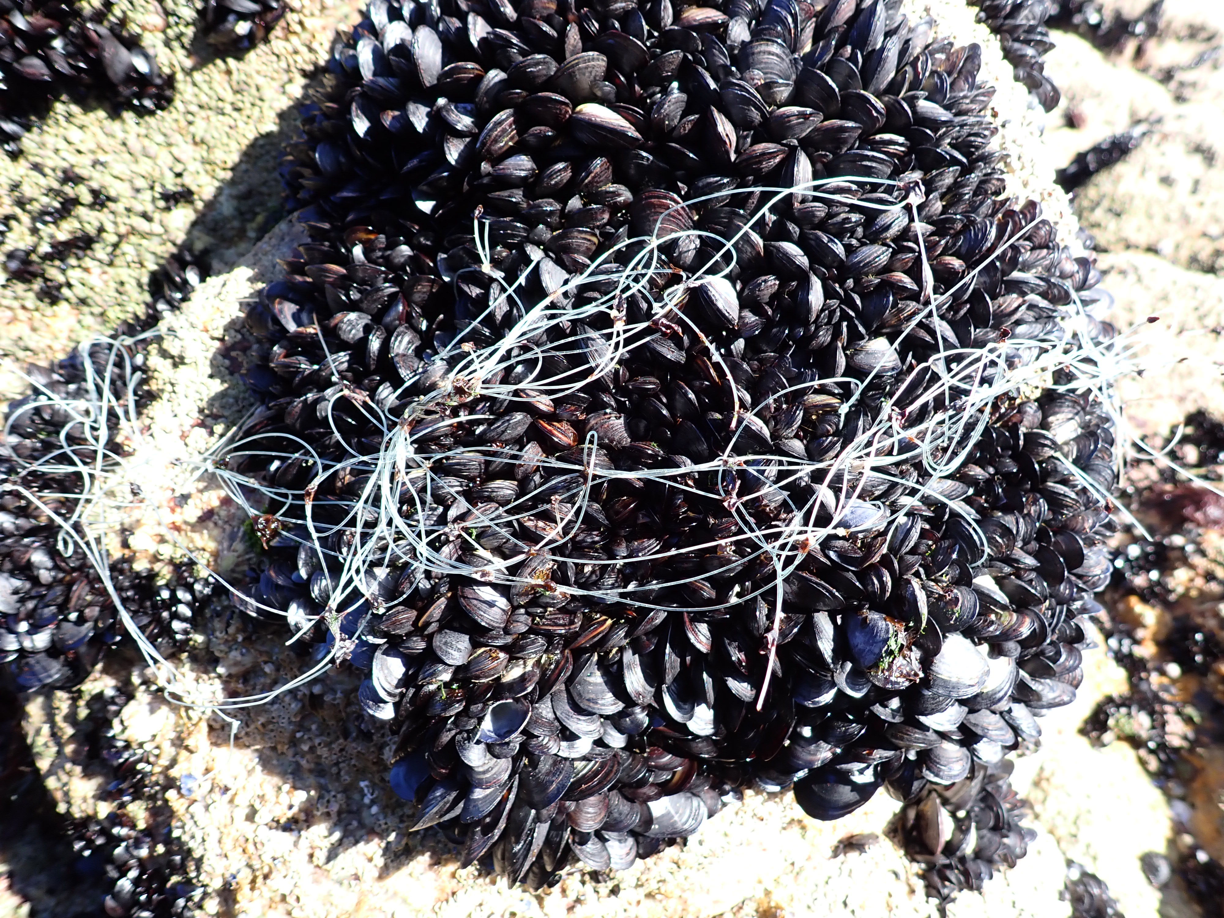 Mejillones rodeados de plástico.