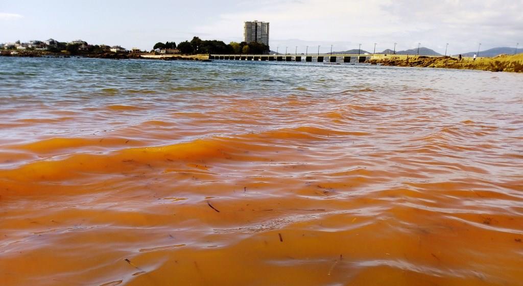 Marea roja de Noctiluca scintillans que tiñó el litoral de la Ría de Vigo en 2020