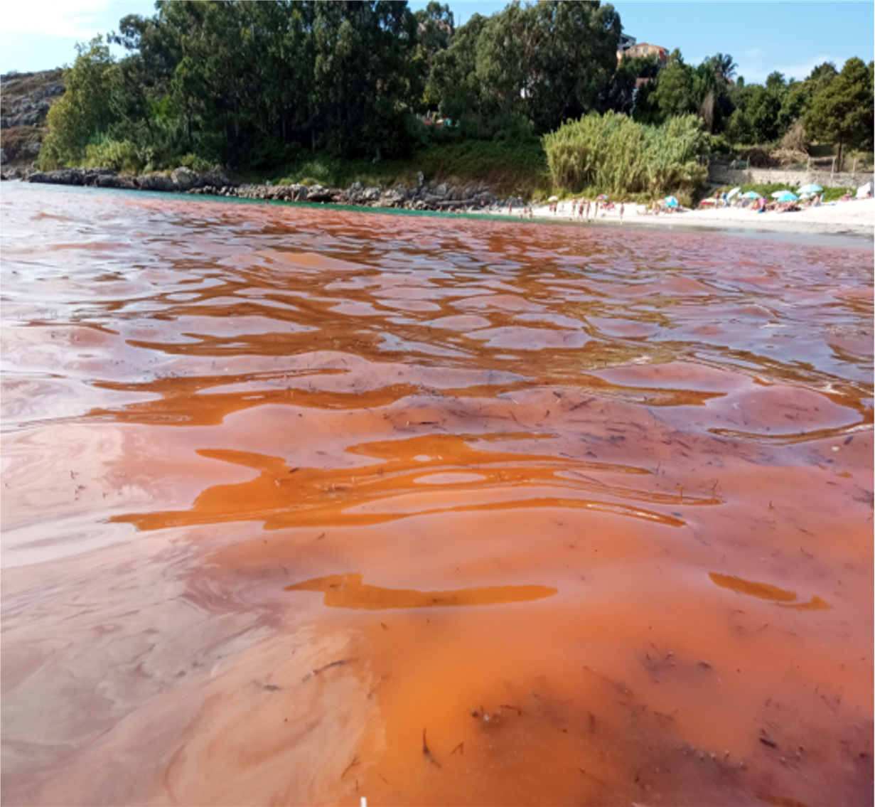 Marea roja de Nocticula scintillans el 1 de septiembre de 2021 en la ría de Vigo / Francisco Rodríguez, IEO