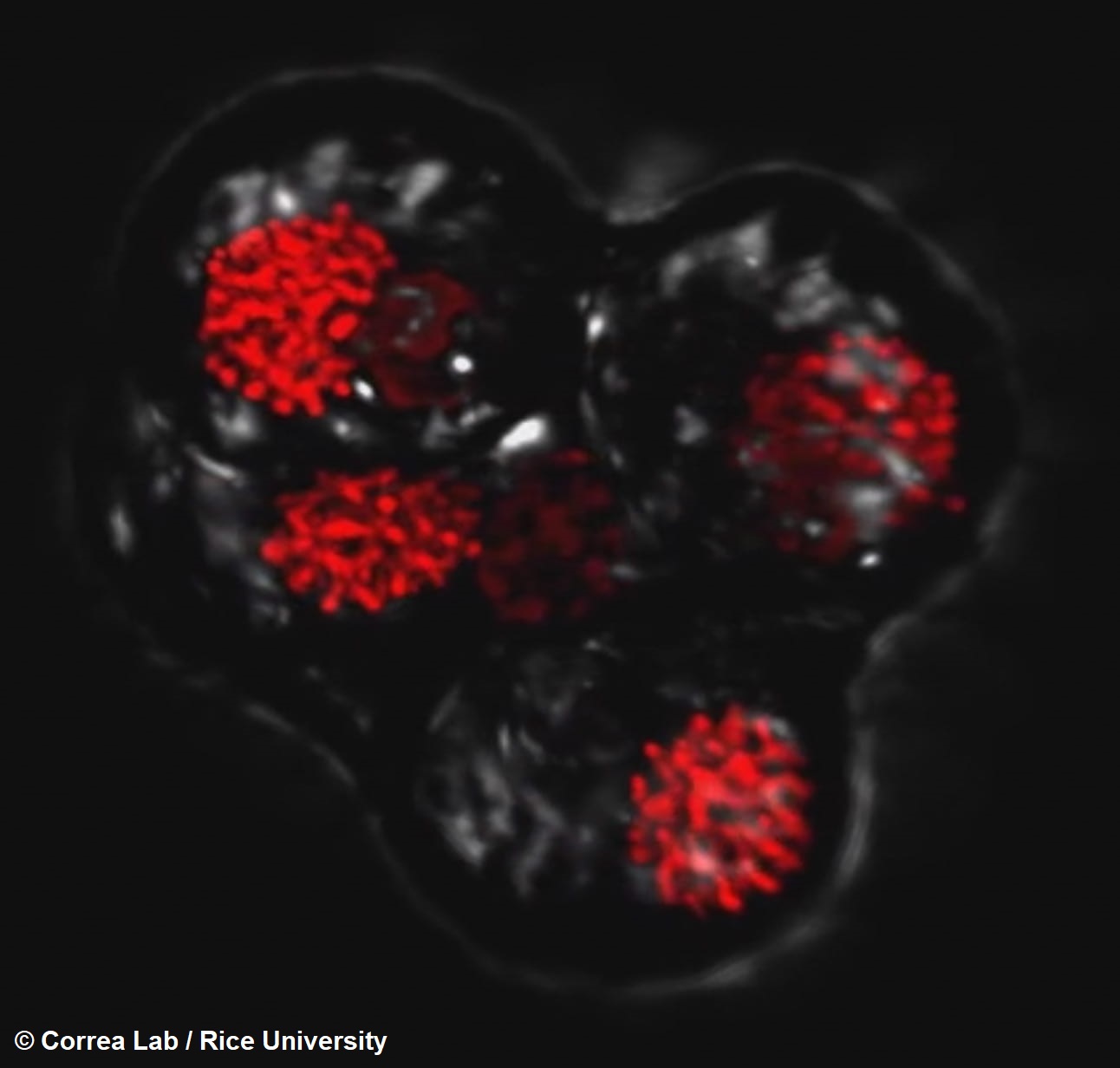 Tétrada de dinoflagelados que pronto se dividirá en cuatro células separadas, capturada por científicos de la Universidad de Rice a través de un microscopio confocal. Los cuatro núcleos de la célula están representados en rojo.