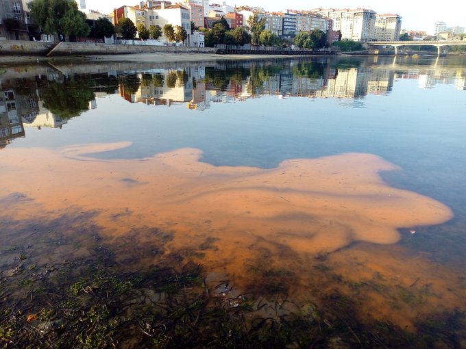Marea roja en la ría de Vigo. Foto: Francisco Rodríguez / IEO