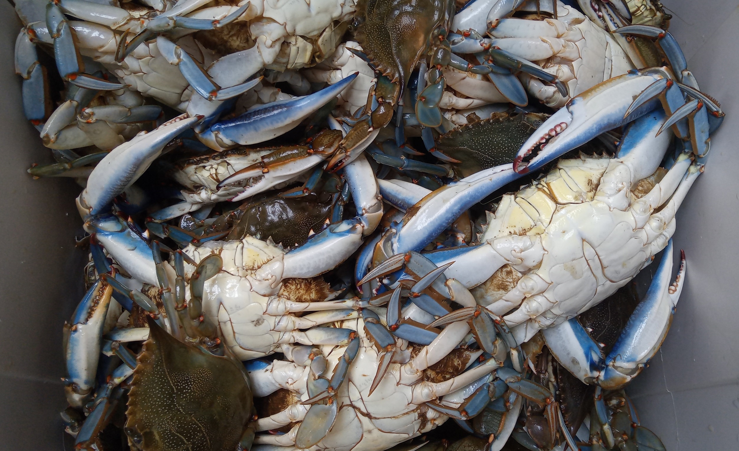 Muestras de cangrejo azul del Atlántico (Callinectes sapidus) recogidas en la lonja