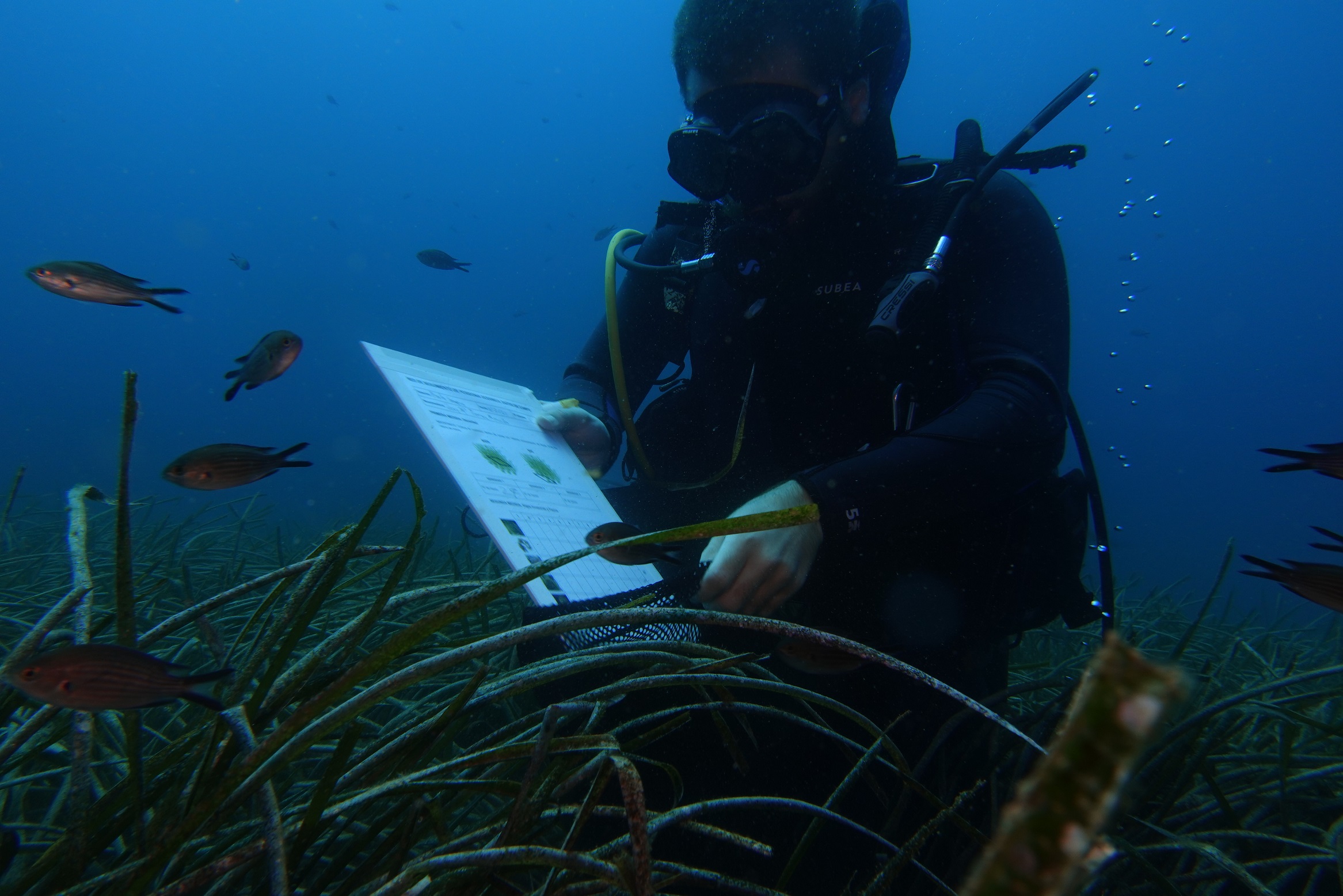 La red liderada por el IEO-CSIC ha contado desde sus inicios con la colaboración de centros de buceo, buceadores voluntarios y otras entidades científicas
