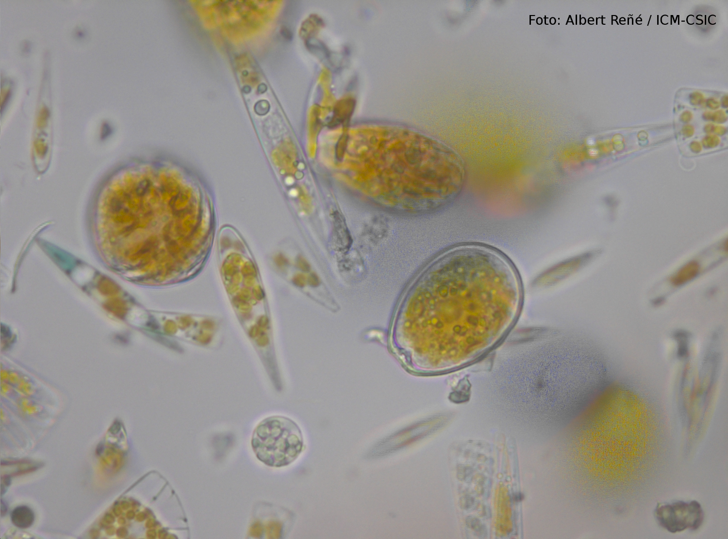Muestras costeras de plancton vistas al microscopio. Foto: Albert Reñé / ICM-CSIC