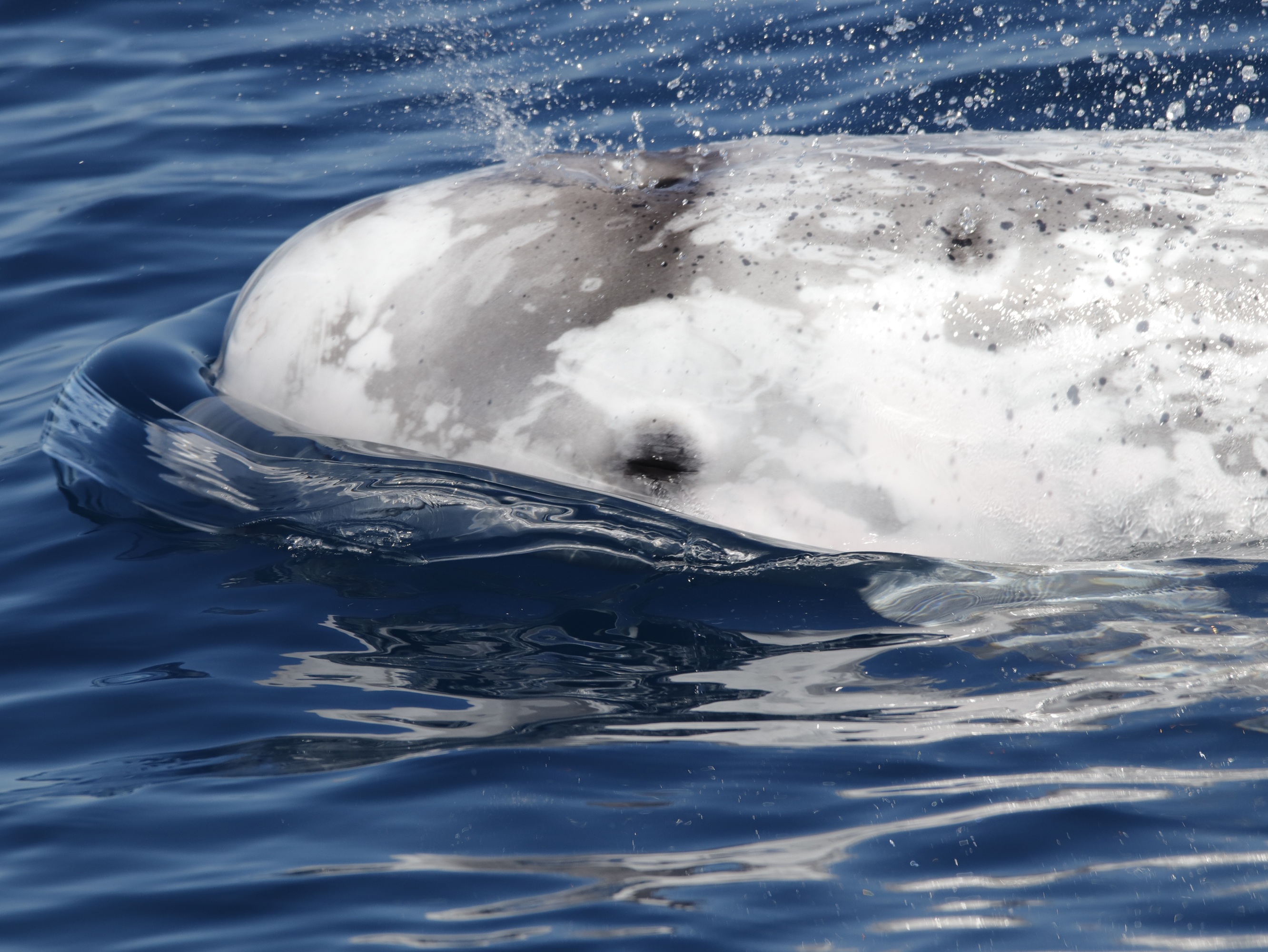 Calderón gris (Grampus griseus) en el mar de Alborán | David Silgado, CIRCE.