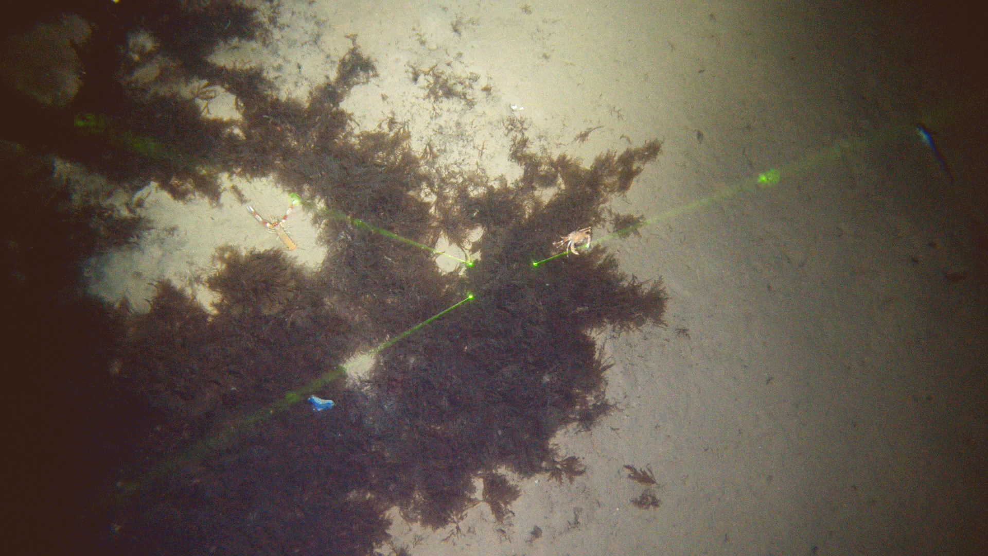 profundidad. Se observa dentro del acúmulo la presencia de una cigala, un cangrejo y un resto de plástico. Autor: Centro Oceanográfico de Cádiz (IEO, CSIC), proyecto INPULSE (CTM2016-75129-C3-1-R).