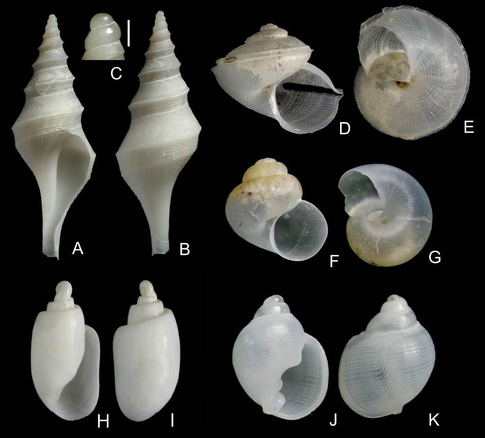Especies nuevas de moluscos descubiertas durante la campaña INDEMARES BANGAL 0711 en el banco de Galicia. A–C: Aforia serranoi (35 mm); D–E: Anatoma corralae (4 mm); F–G: Anekes spiralis (1,7 mm); H–I: Acteocina interrogens (2,4 mm); J–K: Ringicula crassidens (2,2 mm).