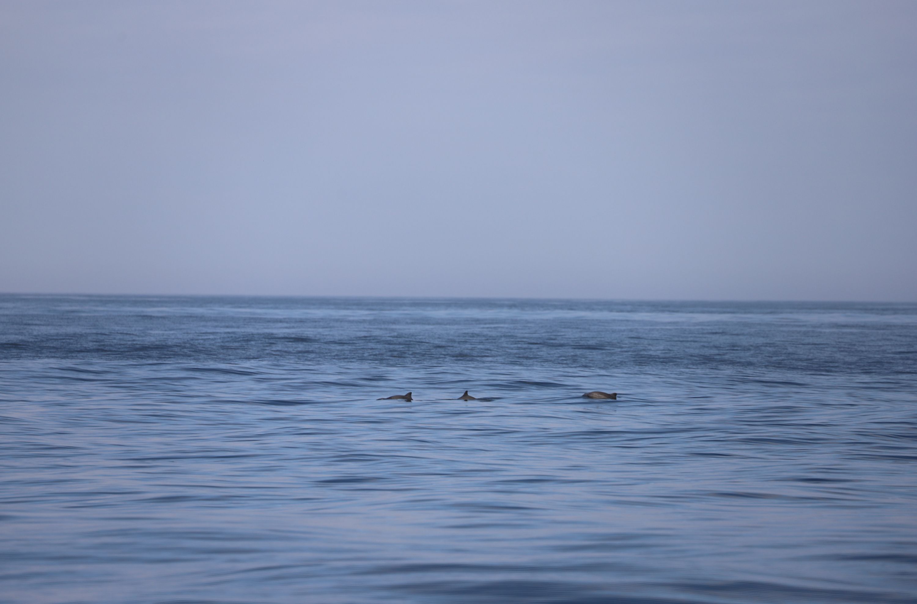 El proyecto GEMA combinará ciencia, tecnología y conocimiento para detectar la marsopa común en el mar de Alborán © IEO-CSIC El proyecto GEMA combinará ciencia, tecnología y conocimiento para detectar la marsopa común en el mar de Alborán © IEO-CSIC