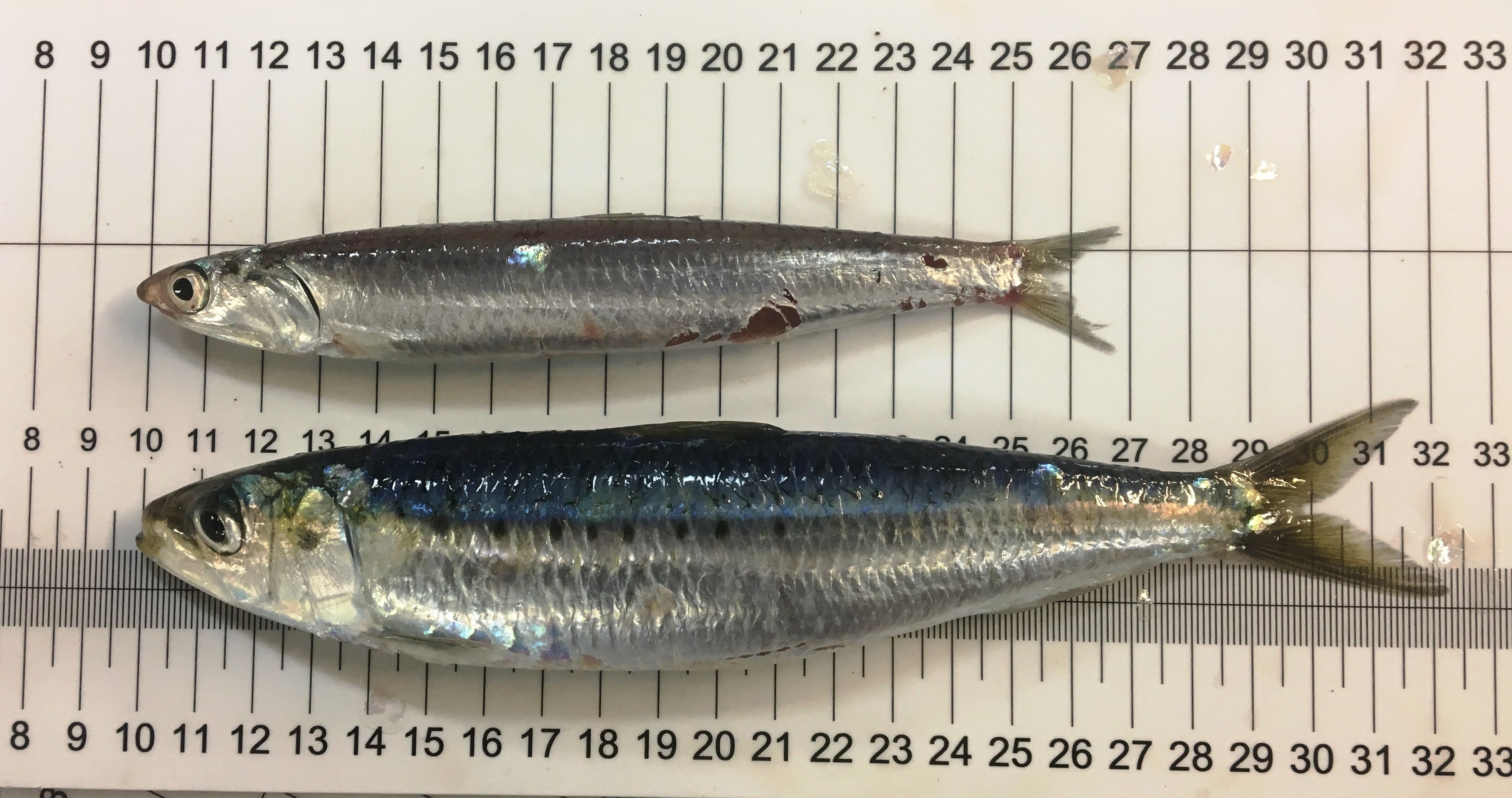 Ejemplares adultos de sardina y boquerón. © Biel Pomar (COB- IEO, CSIC)