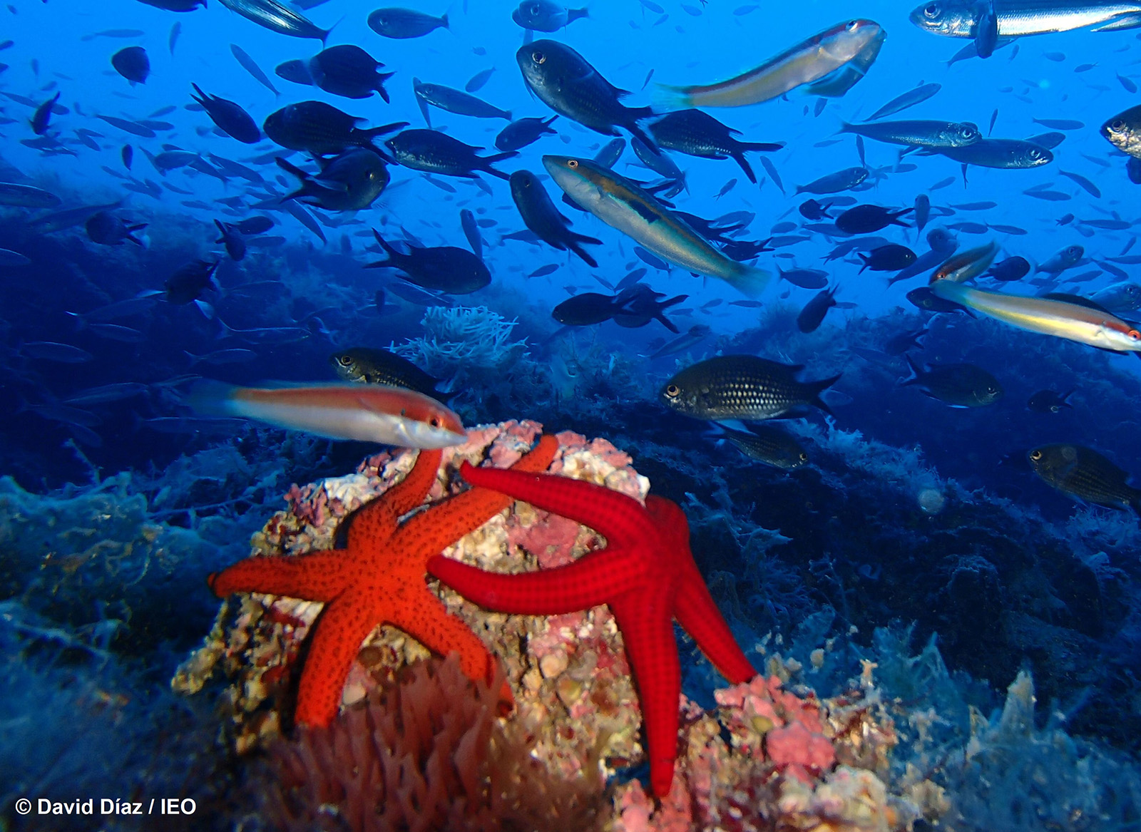 Biodiversidad de los fondos marinos de Menorca