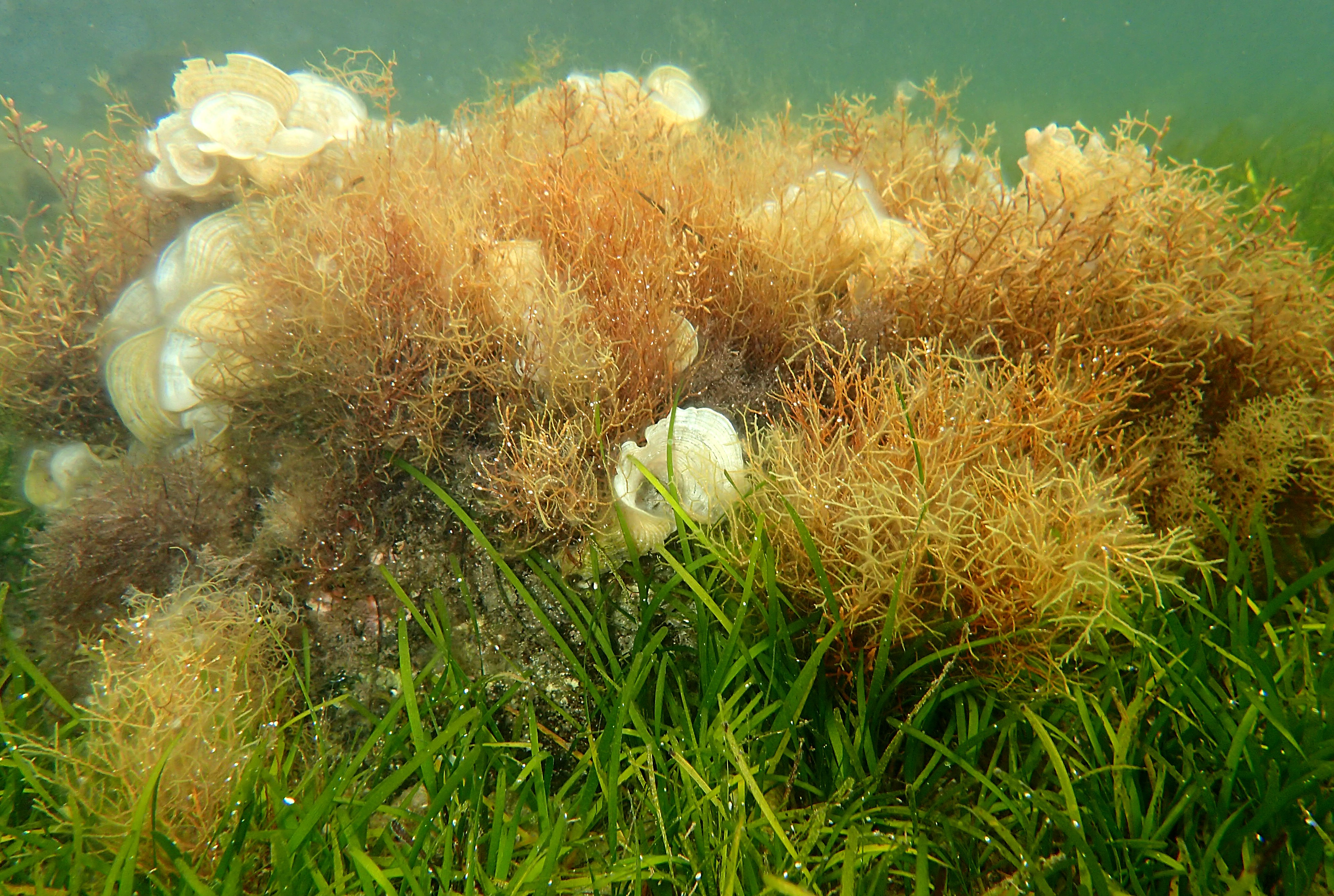 Fondos tapizados por el alga Gorgolaria barbata / Enrique Ballesteros (CEAB-CSIC)