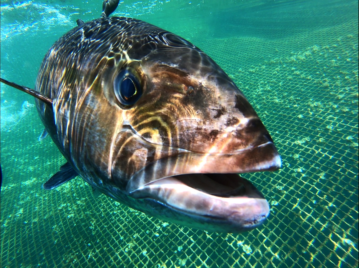 Ejemplar adulto de pez limón en aguas de las Islas Baleares. © Miguel Cabanellas Reboredo (IEO)
