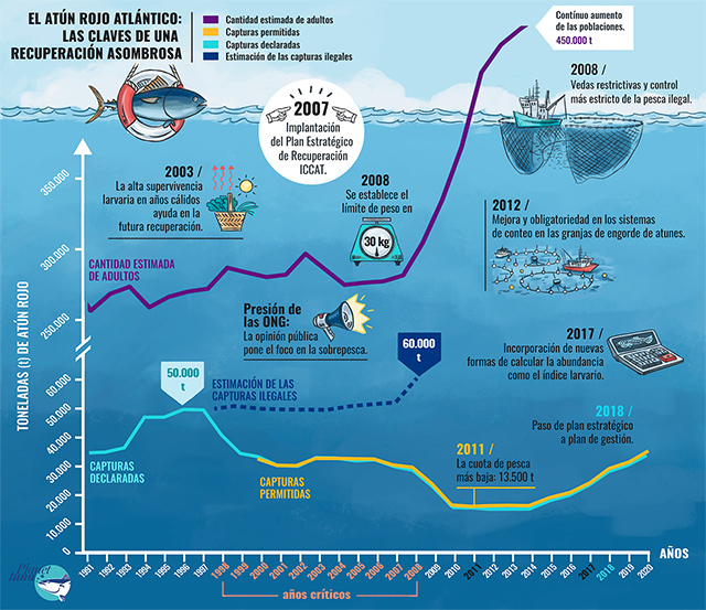 El atún rojo Atlántico. Las claves de una recuperación asombrosa