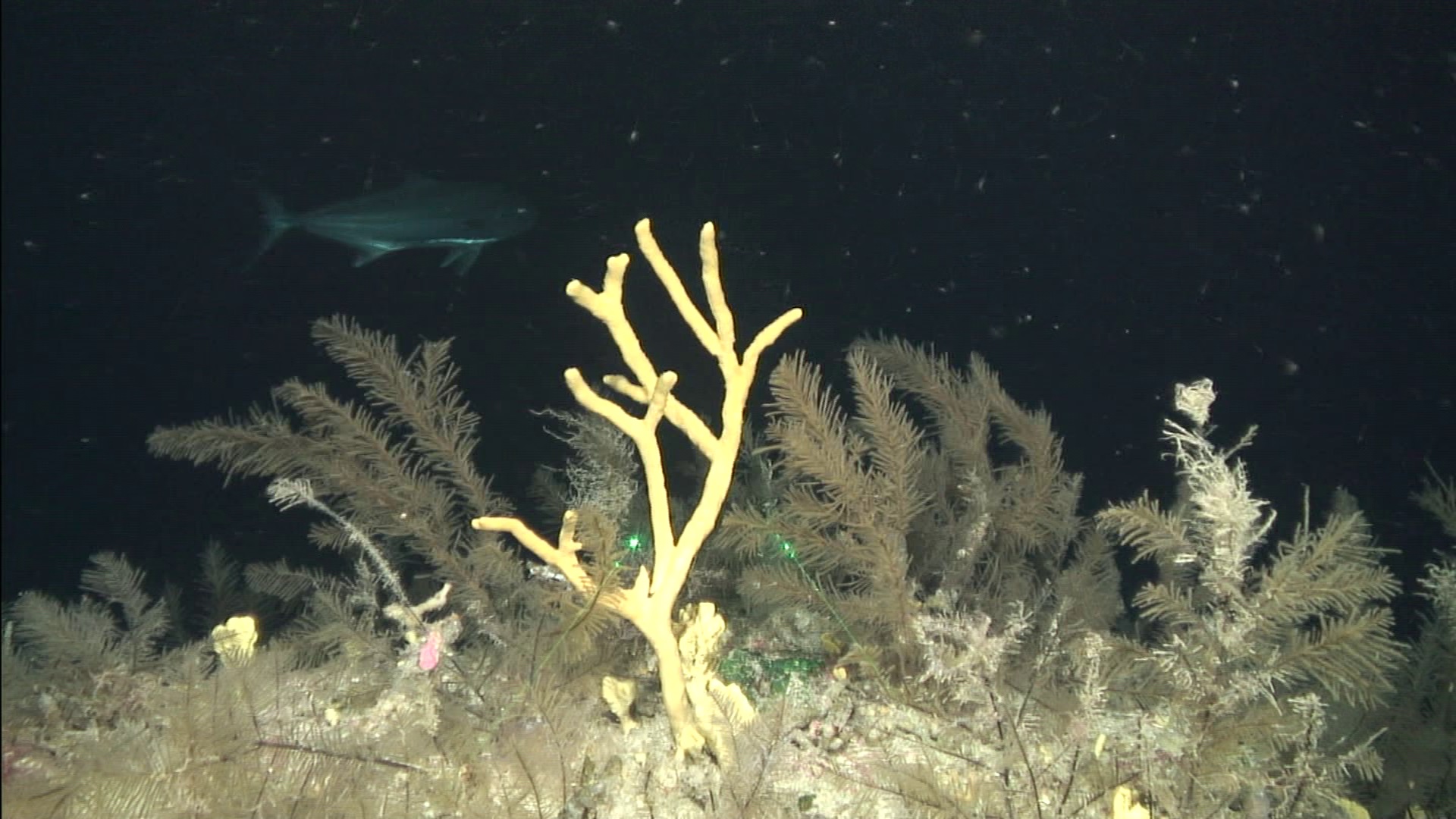 Corales negros filmados durante la campaña CANZEC 2024 | IEO-CSIC