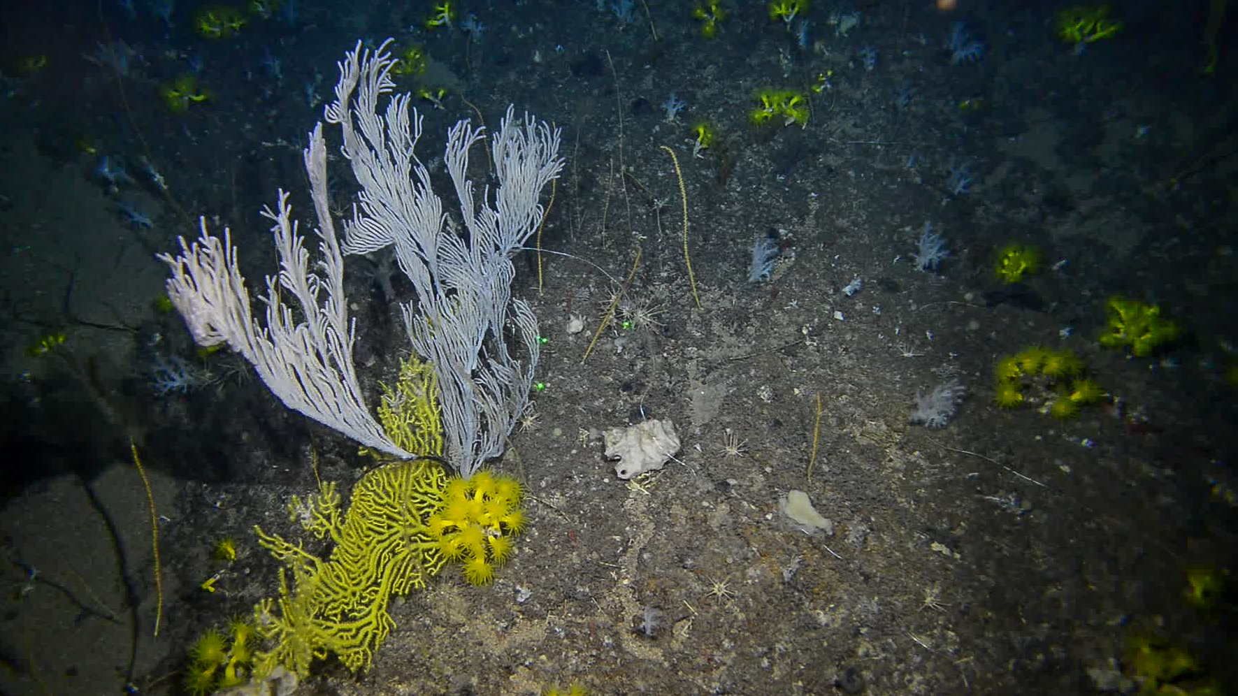 Fondo rocoso dominado por el coral amarillo Dendrophyllia cornigera y especies de gorgonaceos a 250 metros de profundidad | IEO