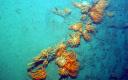 ecologia-marina_01.jpg - Estrellas Brisingas. Abundantes sobre los arrecifes de corales de la cabecera del cañón de Avilés. Foto realizada con el TRINEO TFS-2 a 750m. de profundidad.