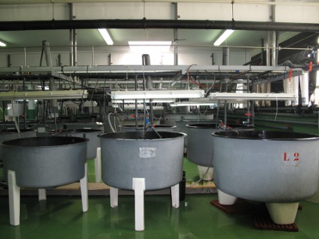 Área de cultivo larvario. Planta de cultivos del Centro Oceanográfico de Vigo