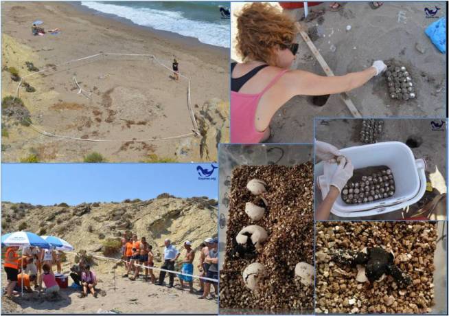 Monitoreo de tortugas marinas.